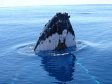 Beluga Whale Watch