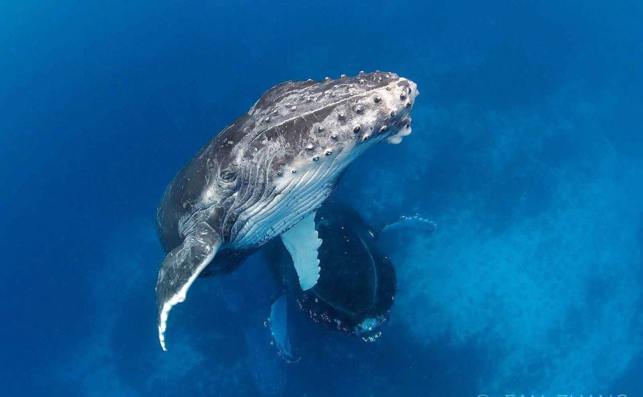 Humpback whale swimming underwater in Vava'u